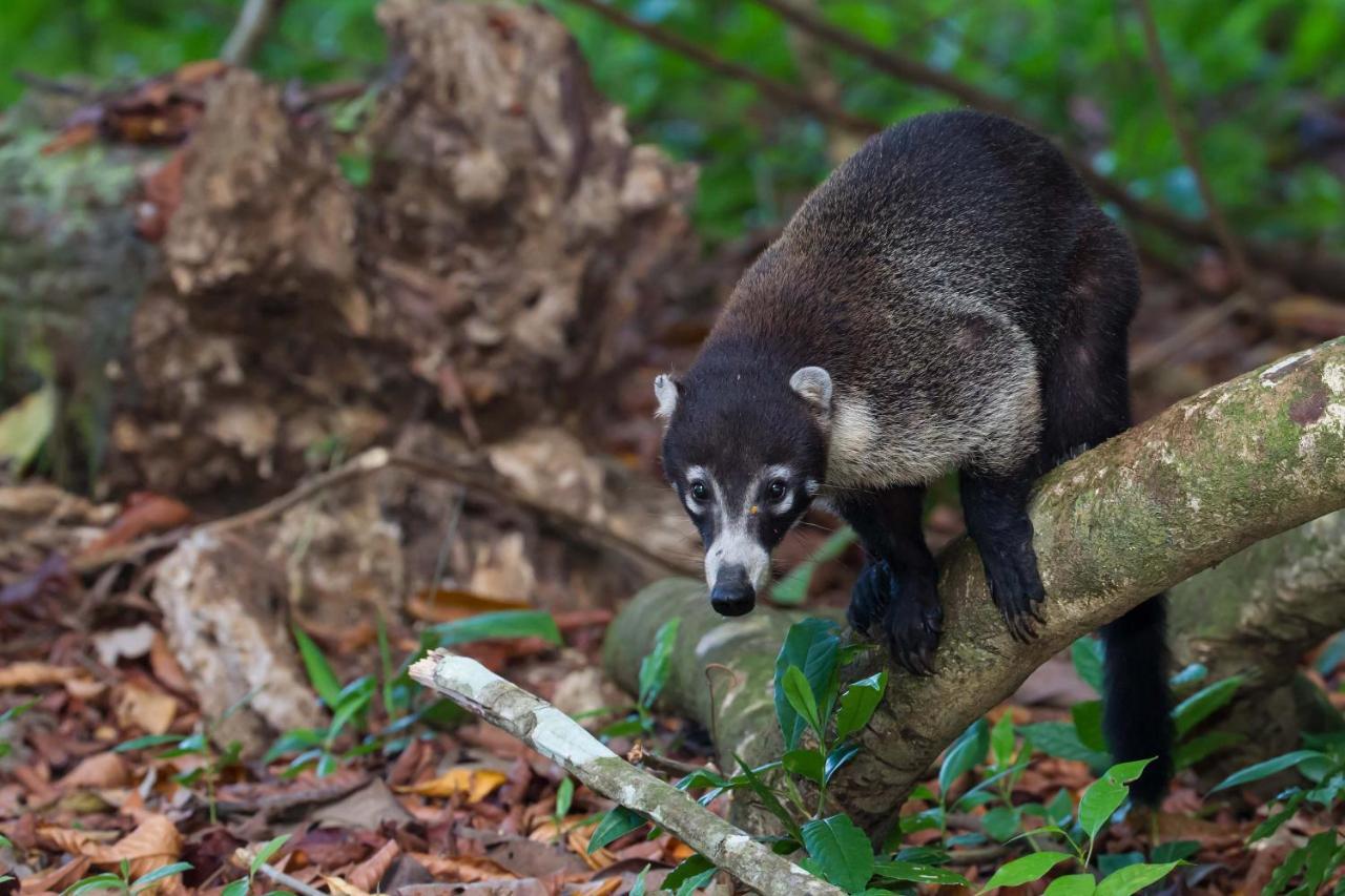 Finca Sueno De Osa Puerto Jiménez Екстериор снимка