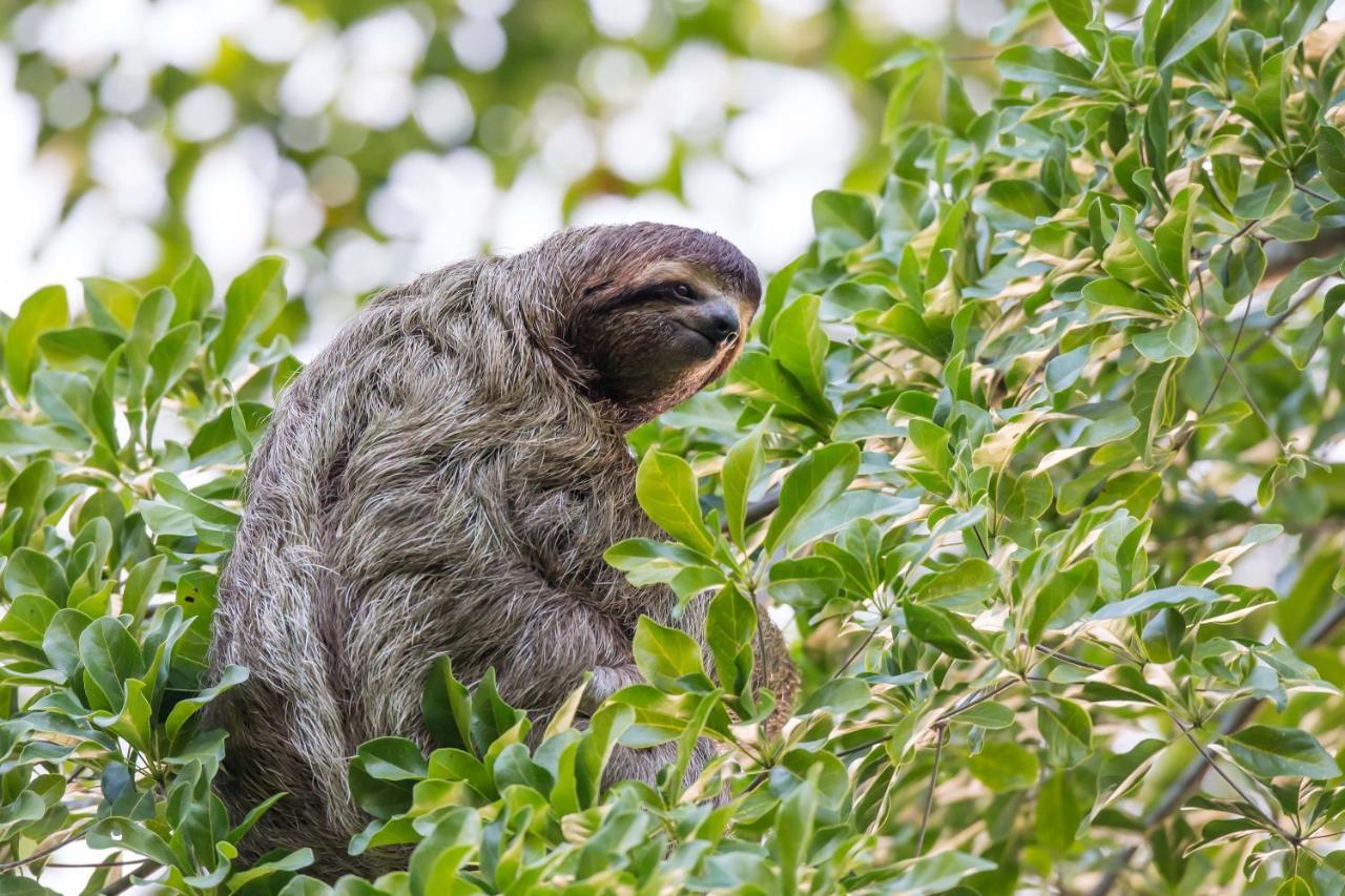 Finca Sueno De Osa Puerto Jiménez Екстериор снимка