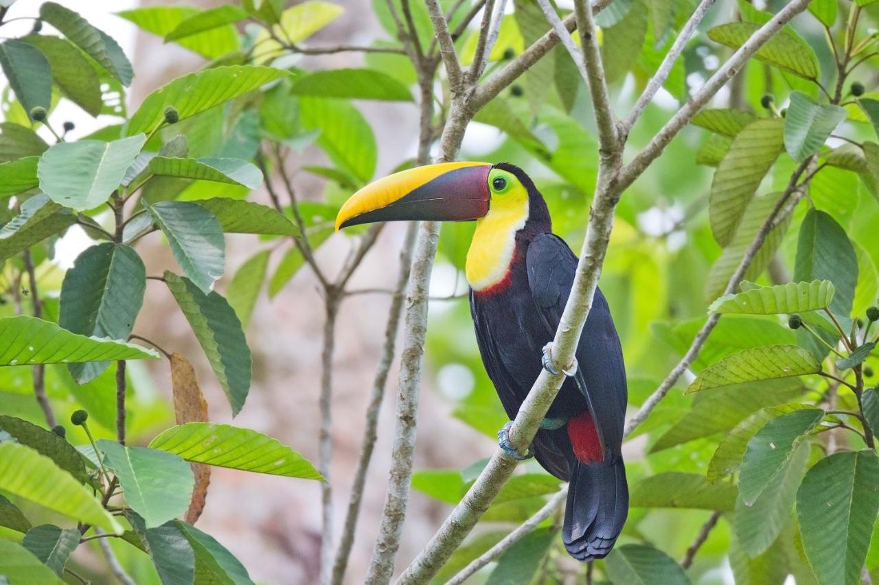 Finca Sueno De Osa Puerto Jiménez Екстериор снимка