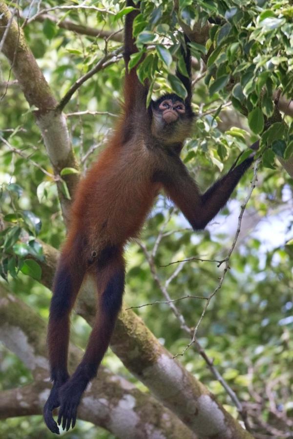 Finca Sueno De Osa Puerto Jiménez Екстериор снимка